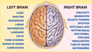 Brain_Lateralization.png