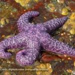 purple-starfish