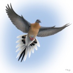 passenger pigeon